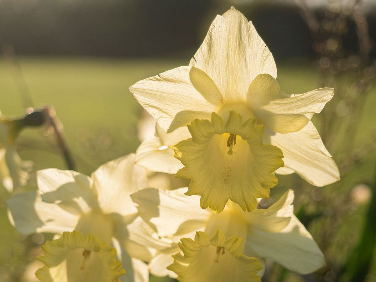 Heritage & Irish Daffodils Walk & Talk News from Burtown House and