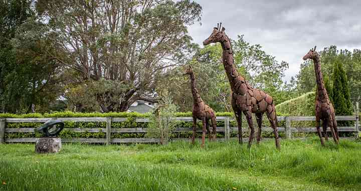 Giraffe Sculptures at Birdwood exhibition