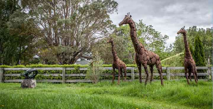 Giraffe
