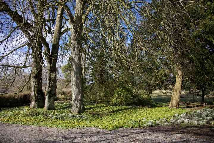 Snowdrops and Aconites in February
