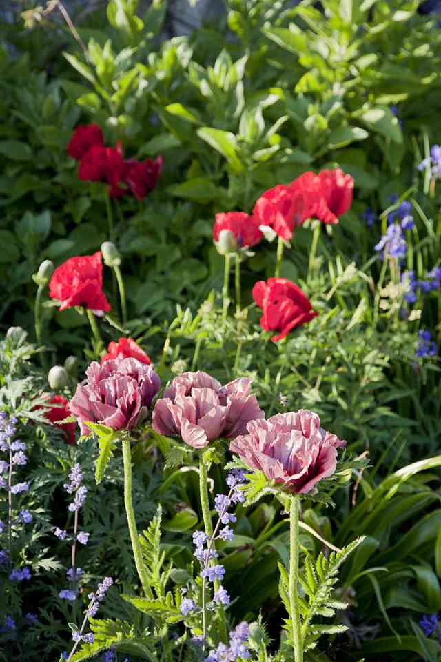 Gardens at Burtown House