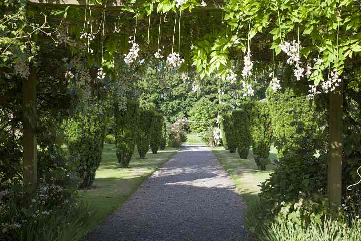 Dripping wisteria on the pergola and yew walk