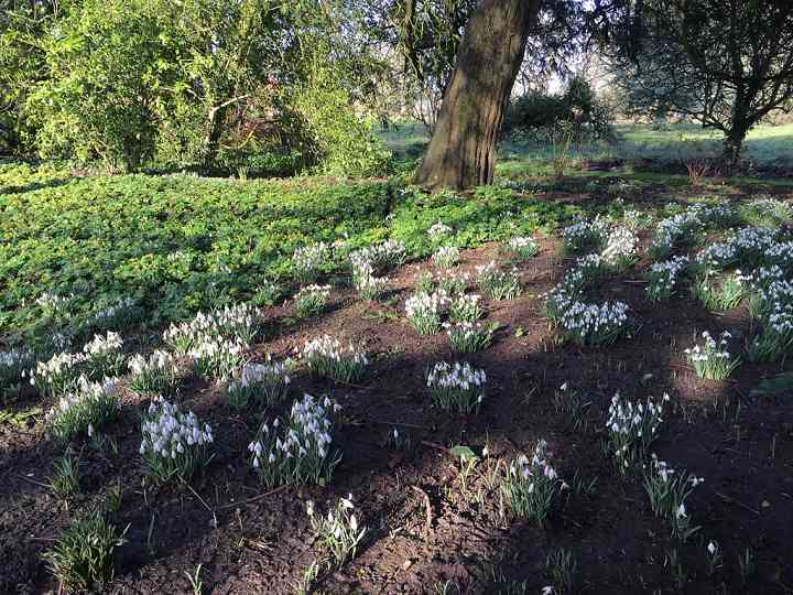 Aconites and Snowdrops at Burtown House