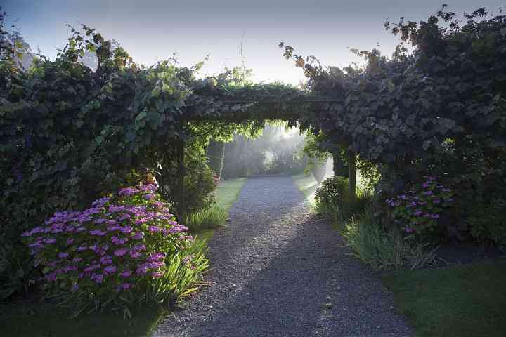 Dawn - Yew Walk