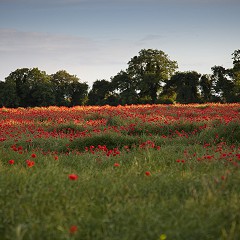 Poppy's in our wild flower meadow