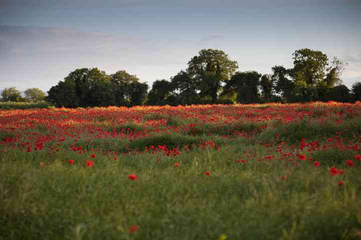 Poppy's in our wild flower meadow
