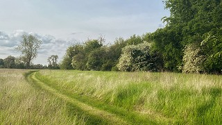 Meadow Walks