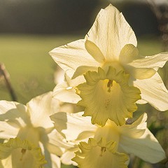 Daffodils at Burtown