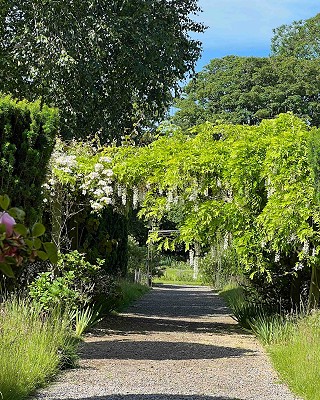 Wysteria