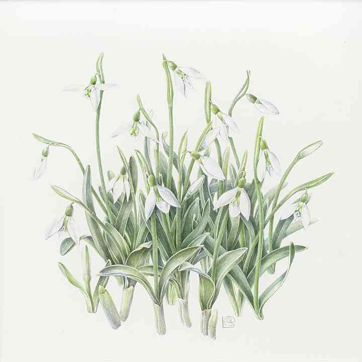 Galanthus Longraigue