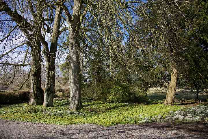 Aconites and Snowdrops