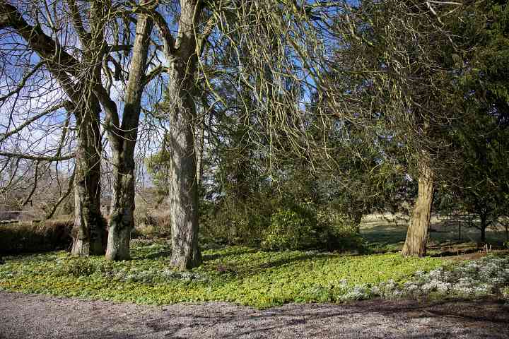 Aconites and snowdrops