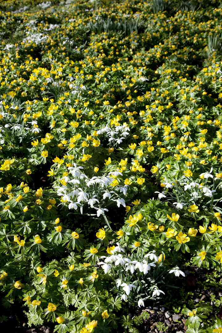 Aconites & Snowdrops