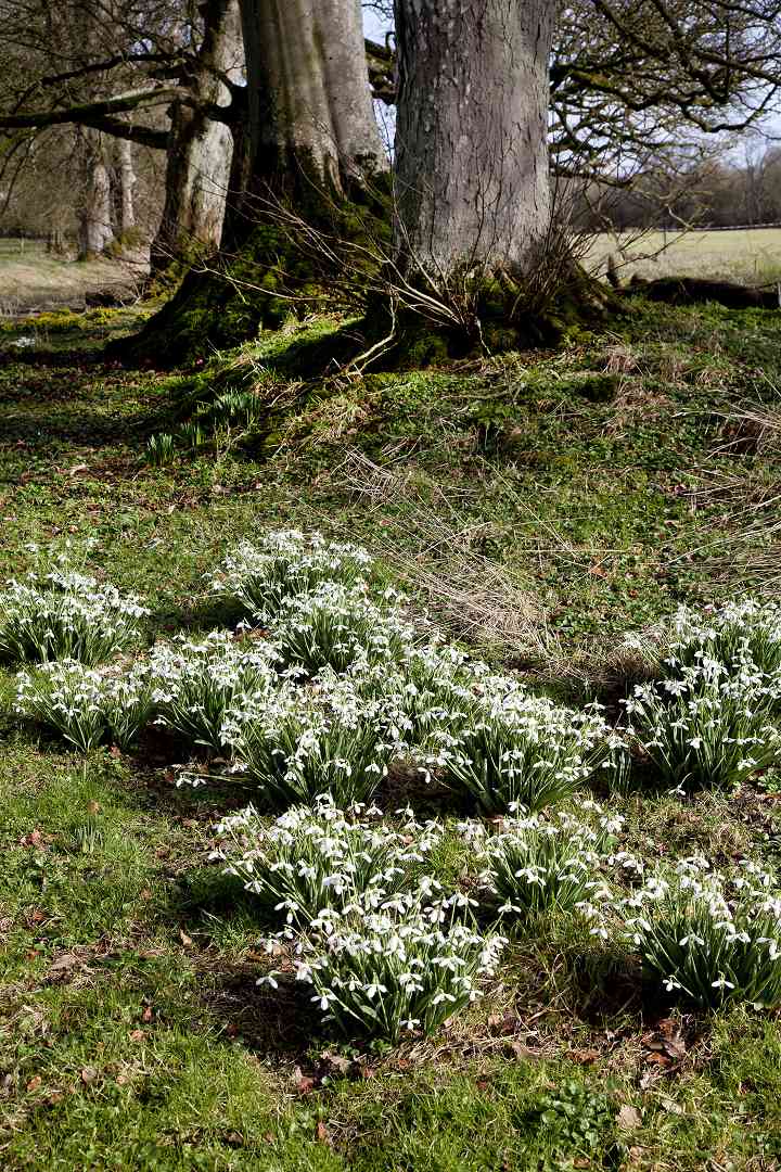 Snowdrops