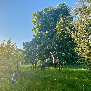 Giraffe in the parkland