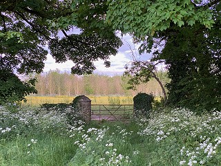 Field gate and cow parsley