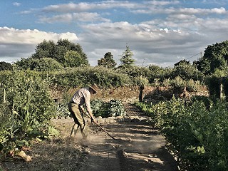 Dermot in the kitchen garden