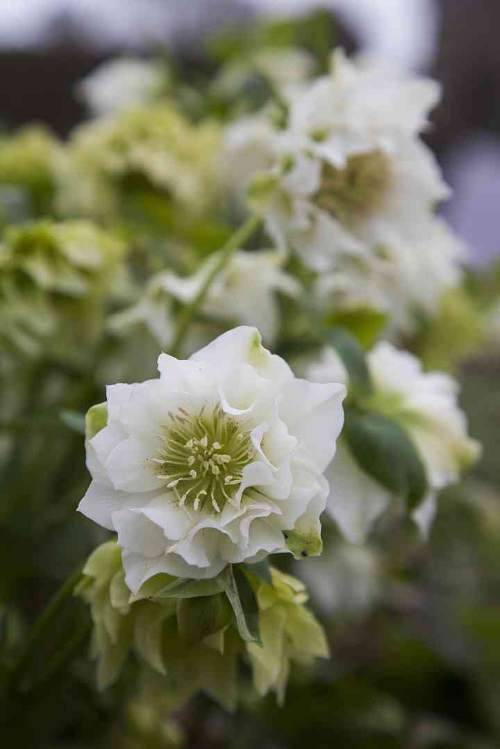 Hellebore