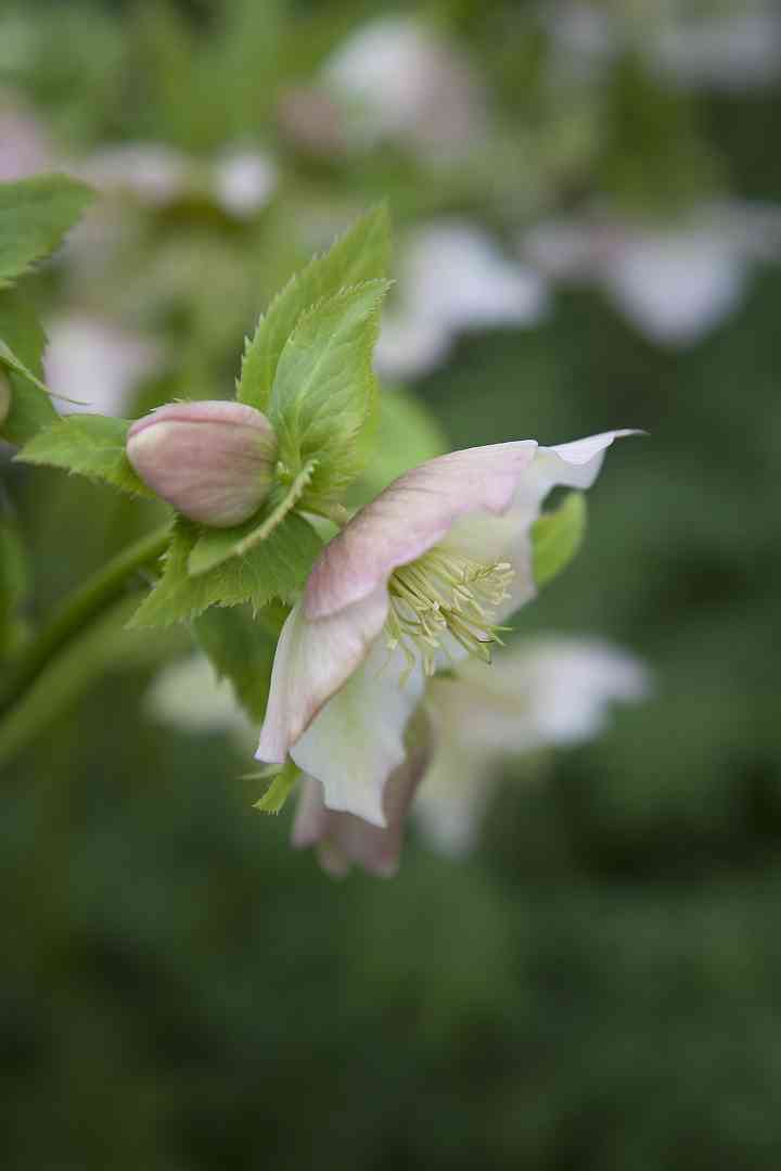 Hellebore