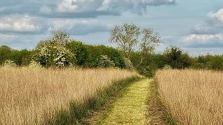 Meadow Walks