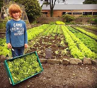 William picking lettuce