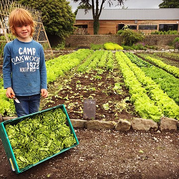 William picking vegetables