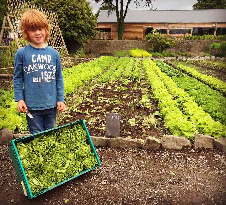 William harvesting lettuce