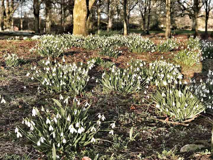 Snowdrops