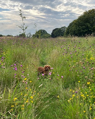 Farm Walk