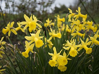 Daffodils