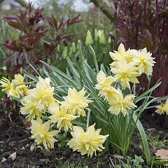 A Heritage Daffodil at Burtown House and Gardens