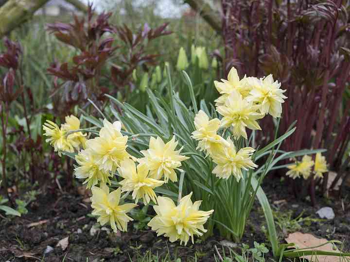 A Heritage Daffodil at Burtown House and Gardens