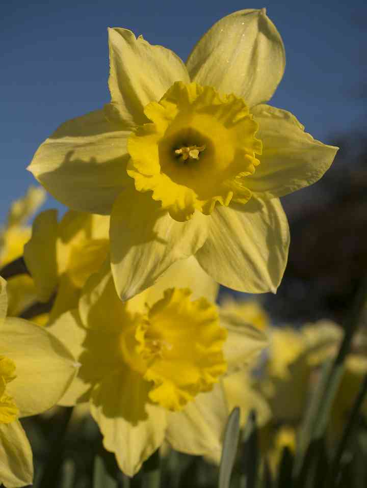 Daffodil