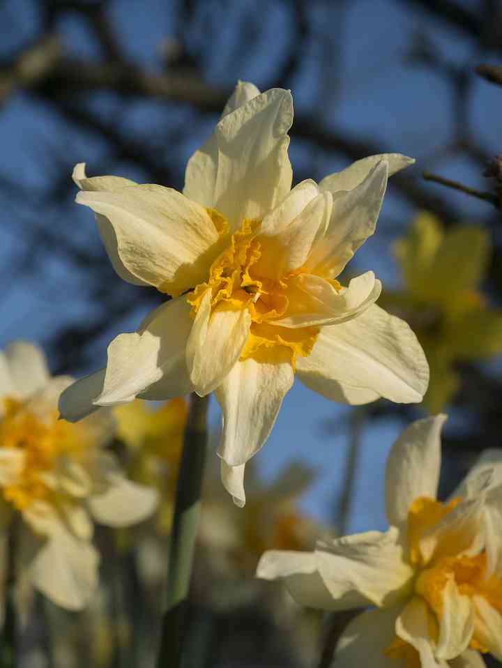 Daffodil