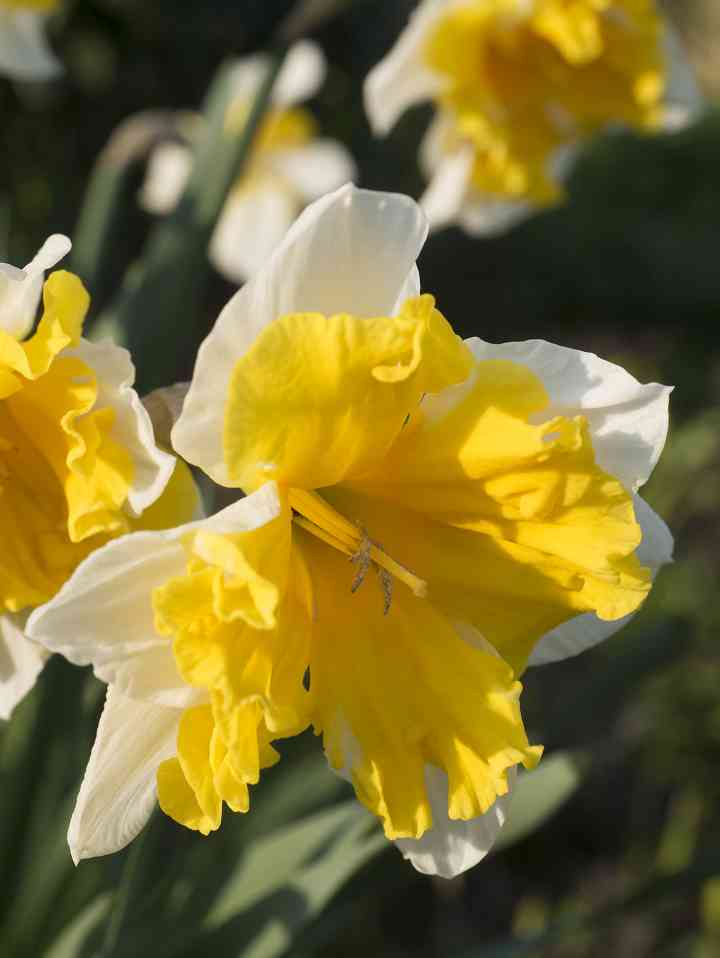 Daffodil