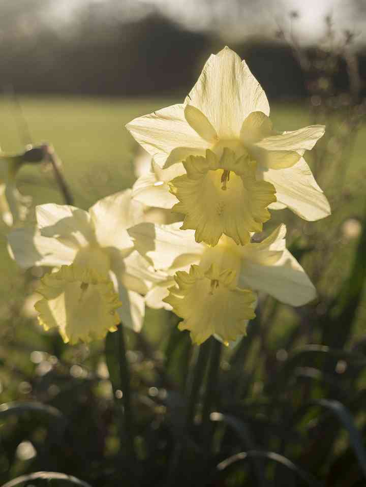 Daffodil